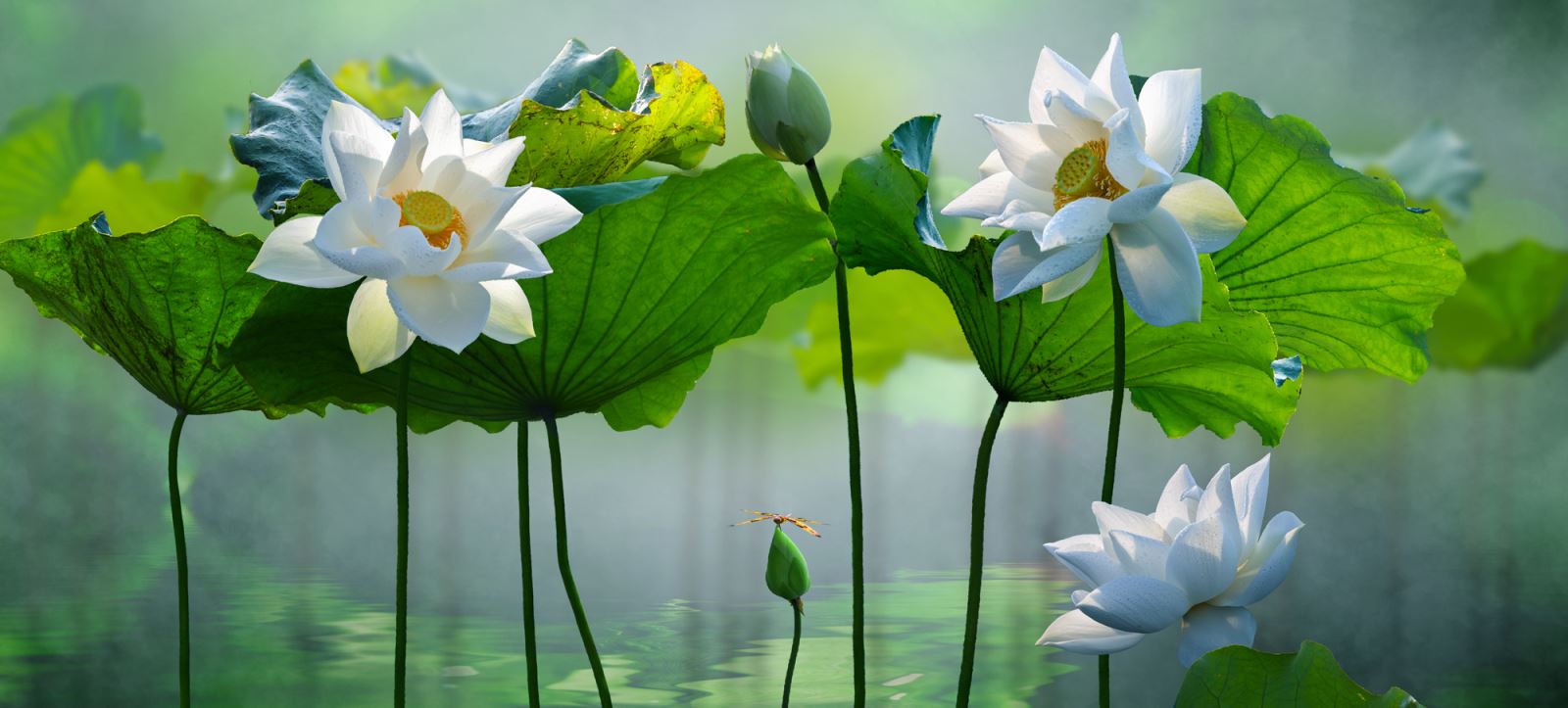 DỰ ÁN NGHĨA TRANG SINH THÁI  NGÂN HÀ VIÊN